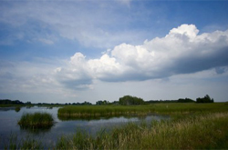 Wetland Delineation and Mitigation